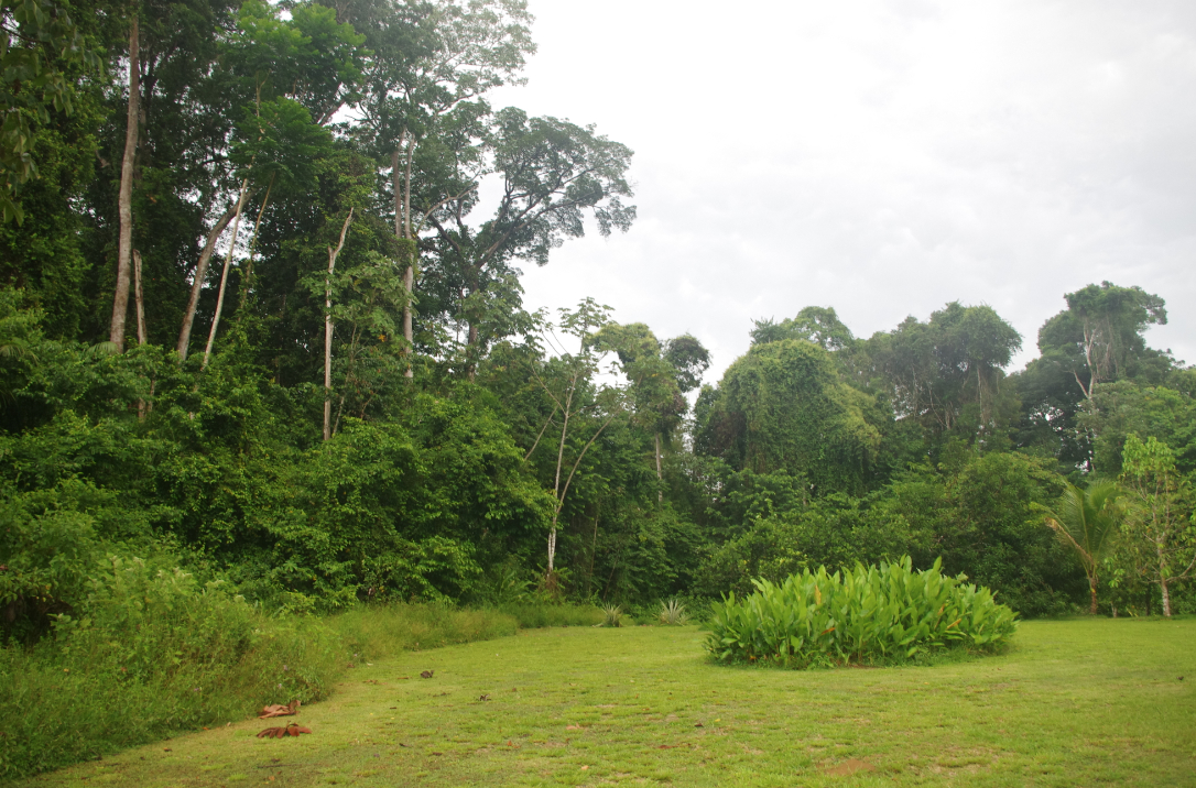 La foret du Gite Moutouchi 29 novembre 2017. Photo J. M. Gayman