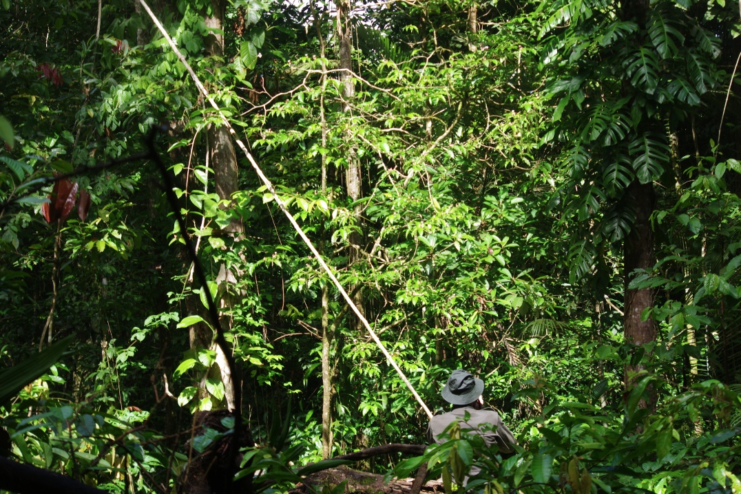 Laurent Voisin devant un arbre fleuri frequente par les Parides. Clairiere dans la foret pres du Gite Moutouchi 2 decembre 2017. Photo J. M. Gayman