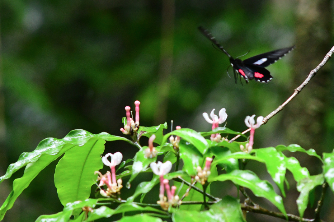 Parides anchises anchises Linnaeus 1758 male2 moutouchi foret 2 dec 2017 voisin