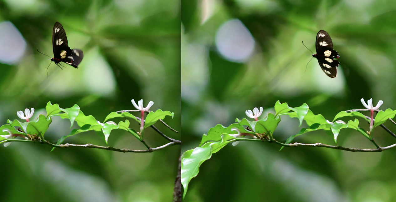 Parides chabrias ygdrasilla Hemming 1935 femelle3 foret moutouchi 1 dec 2017 voisin