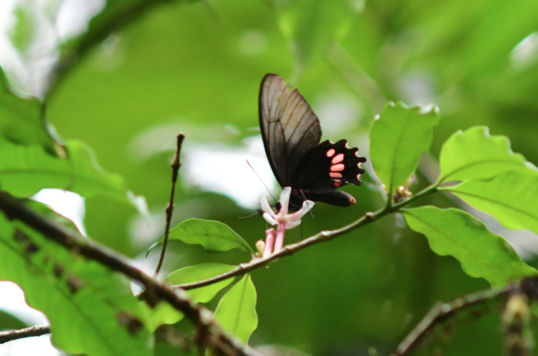 Parides lysander lysander Cramer 1775 femelle butinant foret moutouchi 2 dec 2017 voisin