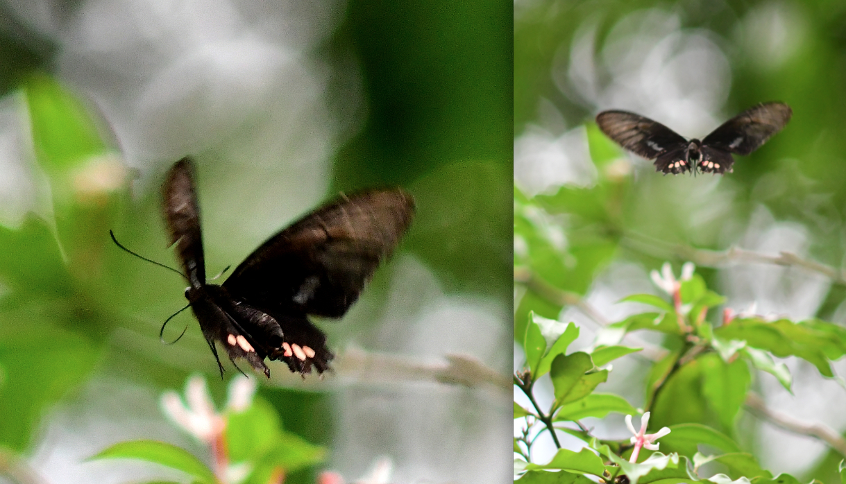 Parides lysander lysander Cramer 1775 male3 moutouchi 2 dec 2017 voisin