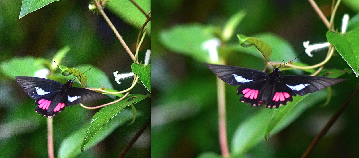 Parides lysander lysander Cramer 1775 male foret moutouchi 2 dec 2017 belloin