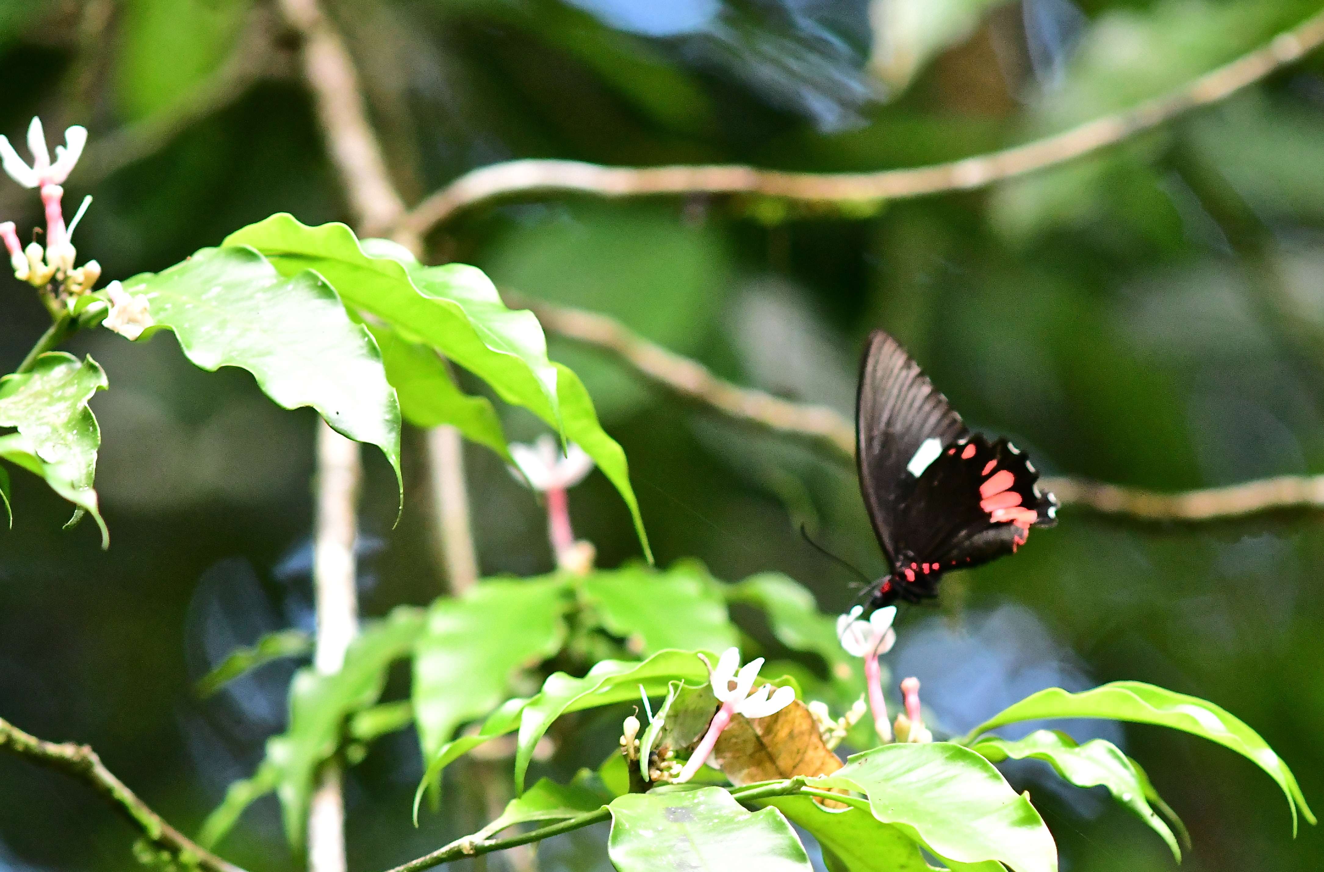 Parides sesostris sesostris Cramer 1779 femelle moutouchi 2 dec 2017 voisin