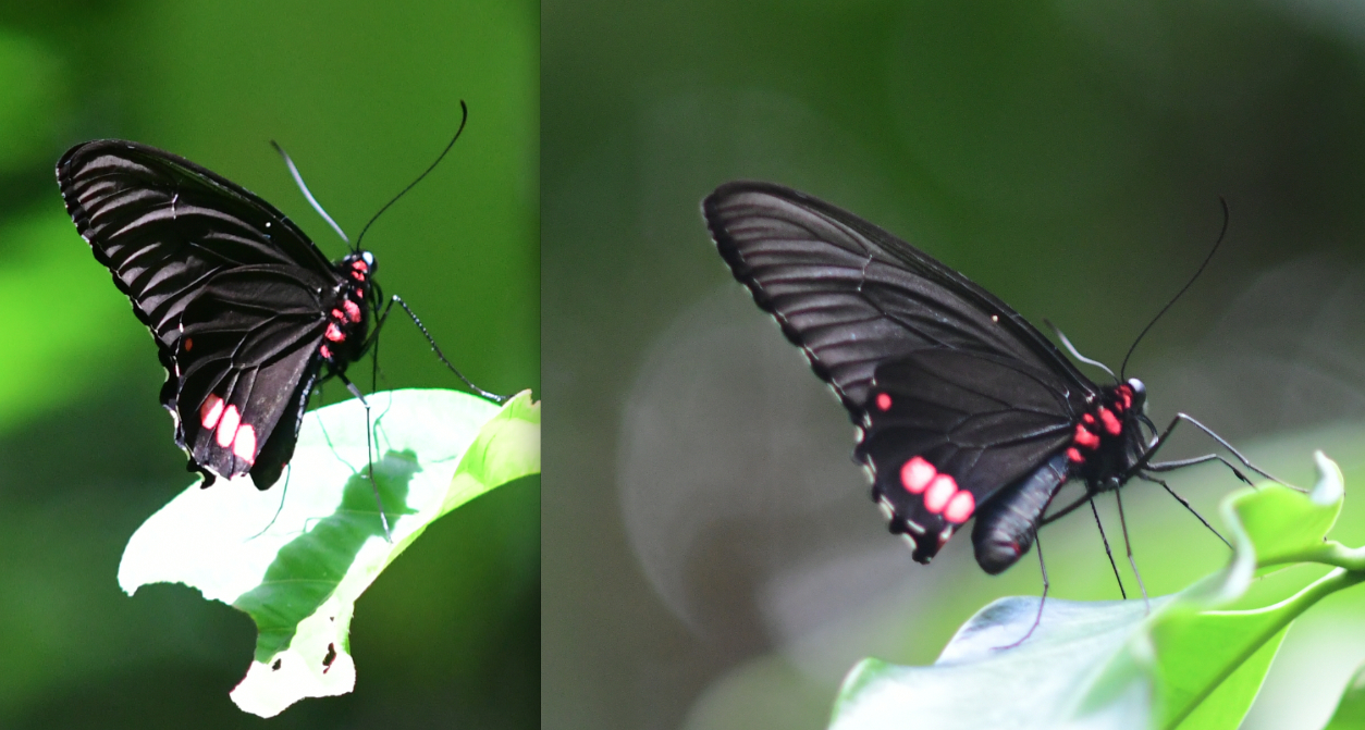 Parides sesostris sesostris Cramer 1779 male3 foret moutouchi 1 dec 2017 voisin