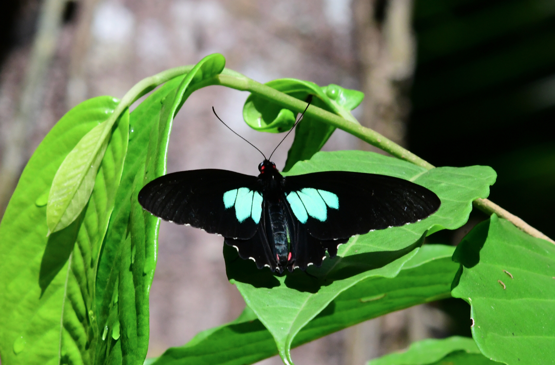 Parides sesostris sesostris Cramer 1779 male voisin