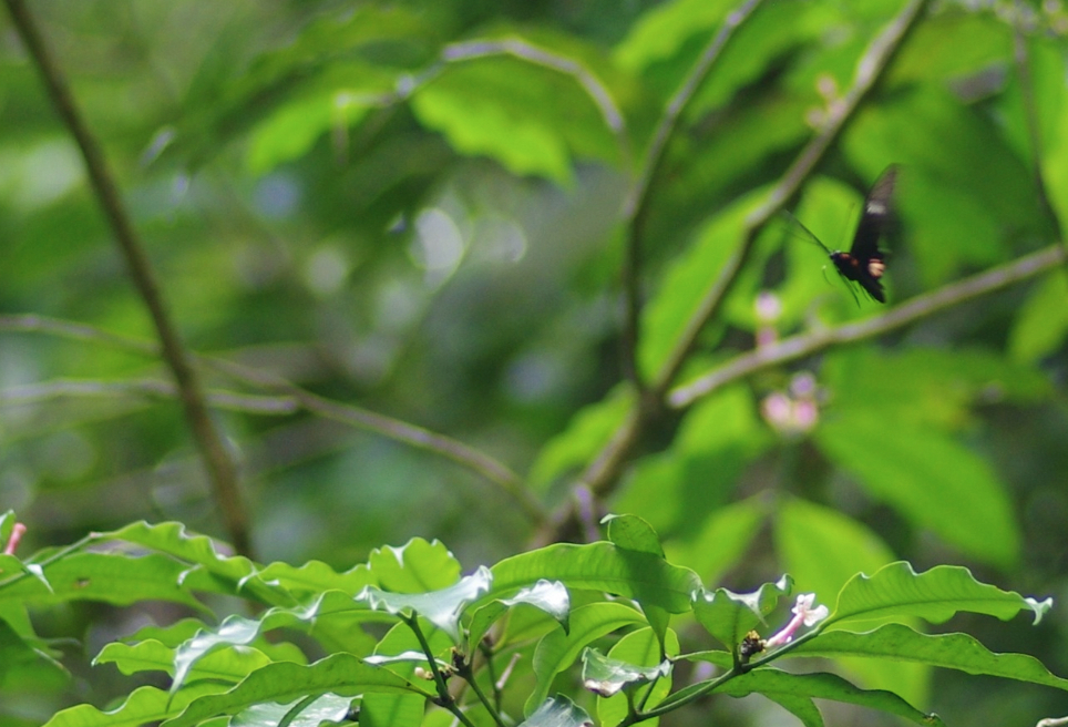Parides vercingetorix Oberthur 1888 femelle moutouchi foret 1 dec 2017 jmg