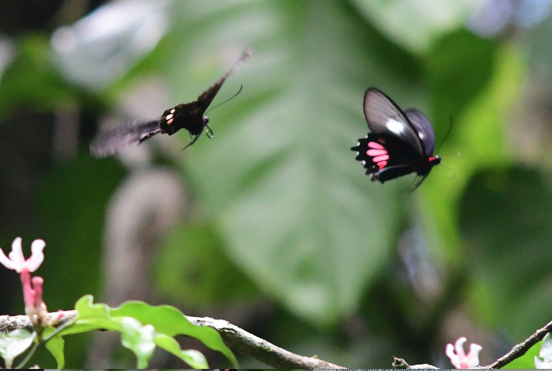 Parides vertumnus vertumnus Cramer 1779 couple2 moutouchi 2 dec 2017 voisin