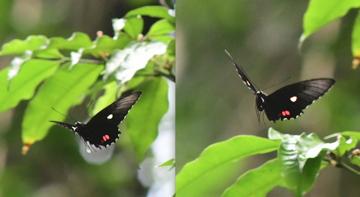 Parides vertumnus vertumnus Cramer 1779 male vol1 foret moutouchi 2 dec 2017 voisin
