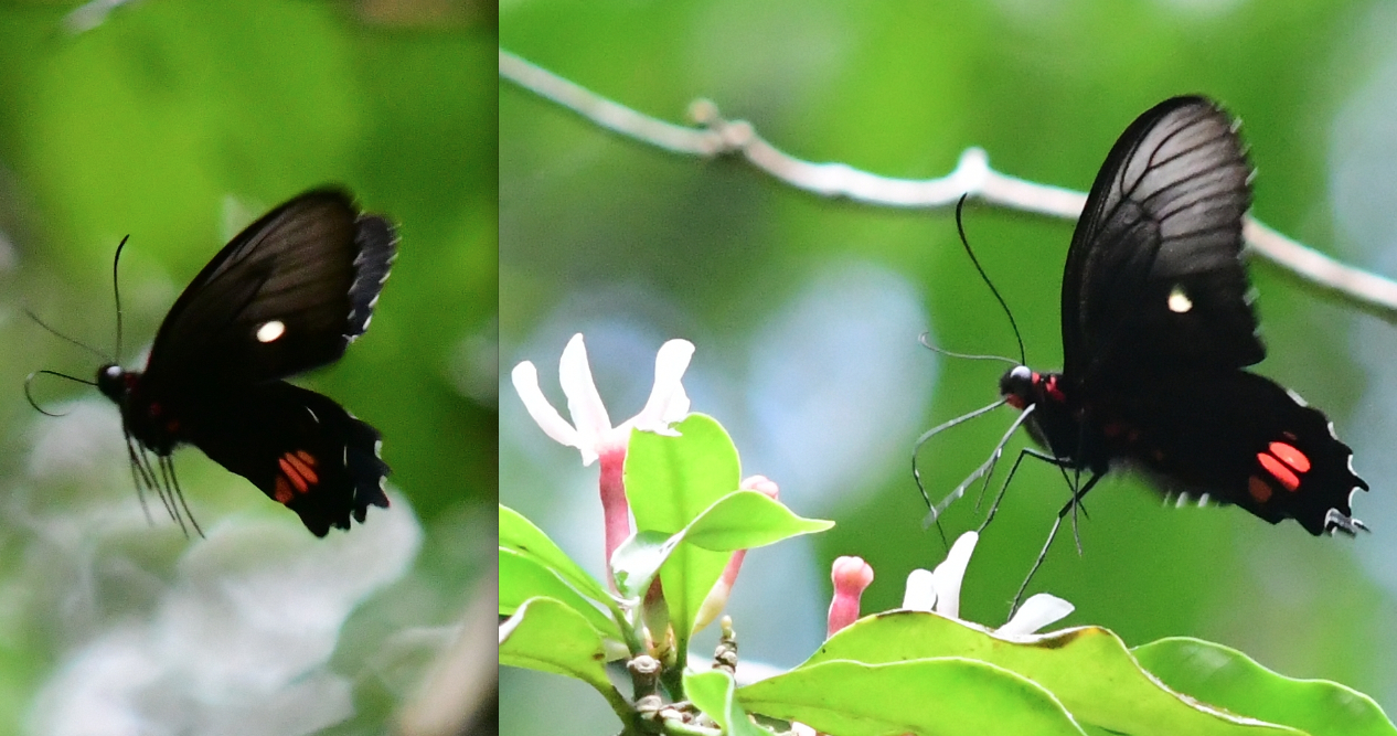 Parides vertumnus vertumnus Cramer 1779 male vol4 foret moutouchi 2 dec 2017 voisin