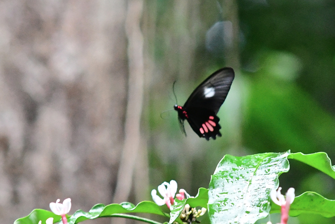 Parides aeneas lucasi Brown Lamas 1994 femelle2 moutouchi 2 dec 2017 voisin