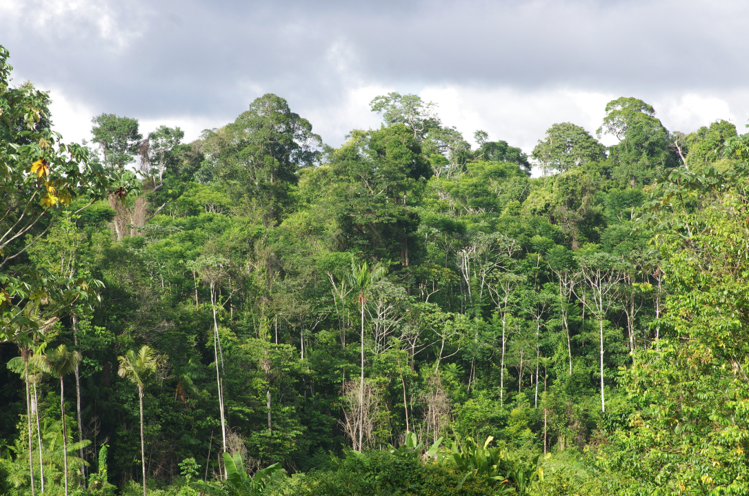 Plateau des Mines la lisiere de la foret 30 novembre 2017. Photo J. M. Gayman