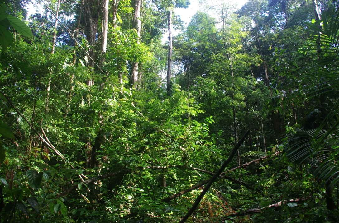 abattis foret moutouchi biotope parides 1 dec 2017 jmg