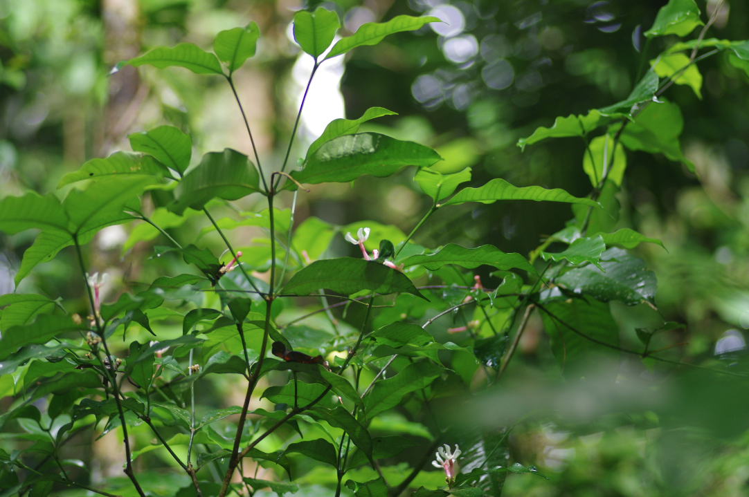 fleurs butinees par les Parides. Moutouchi 1er decembre 2017. Photo J. M. Gayman