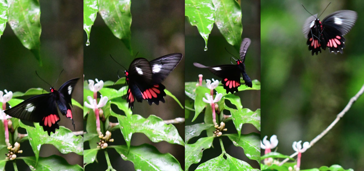 parides aeneas lucasi Brown Lamas 1994 femelle2 moutouchi 2 dec 2017 voisin