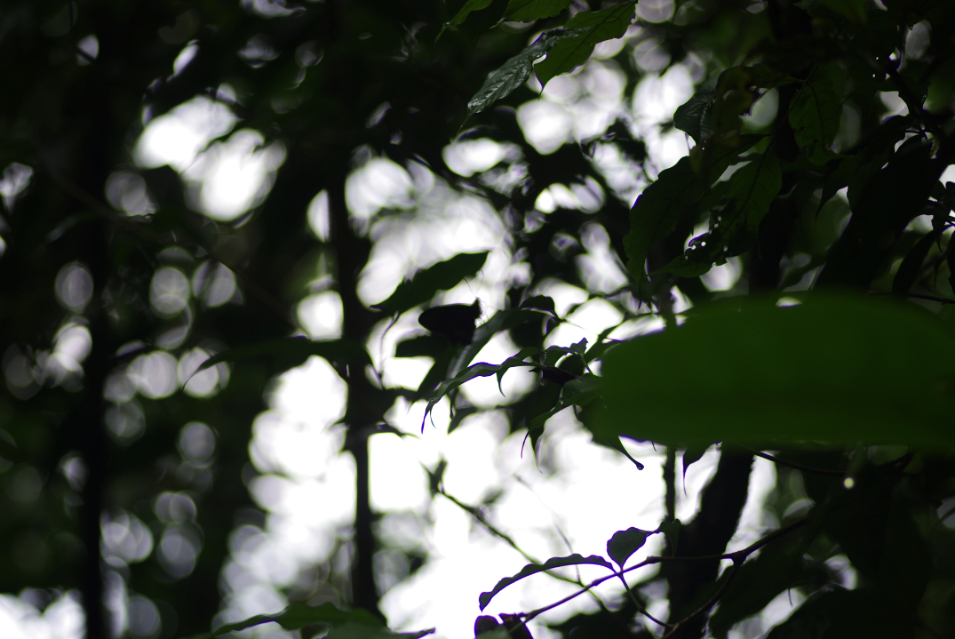 parides lysander lysander Cramer1775 male angouleme 26 novembre 2017 jmg