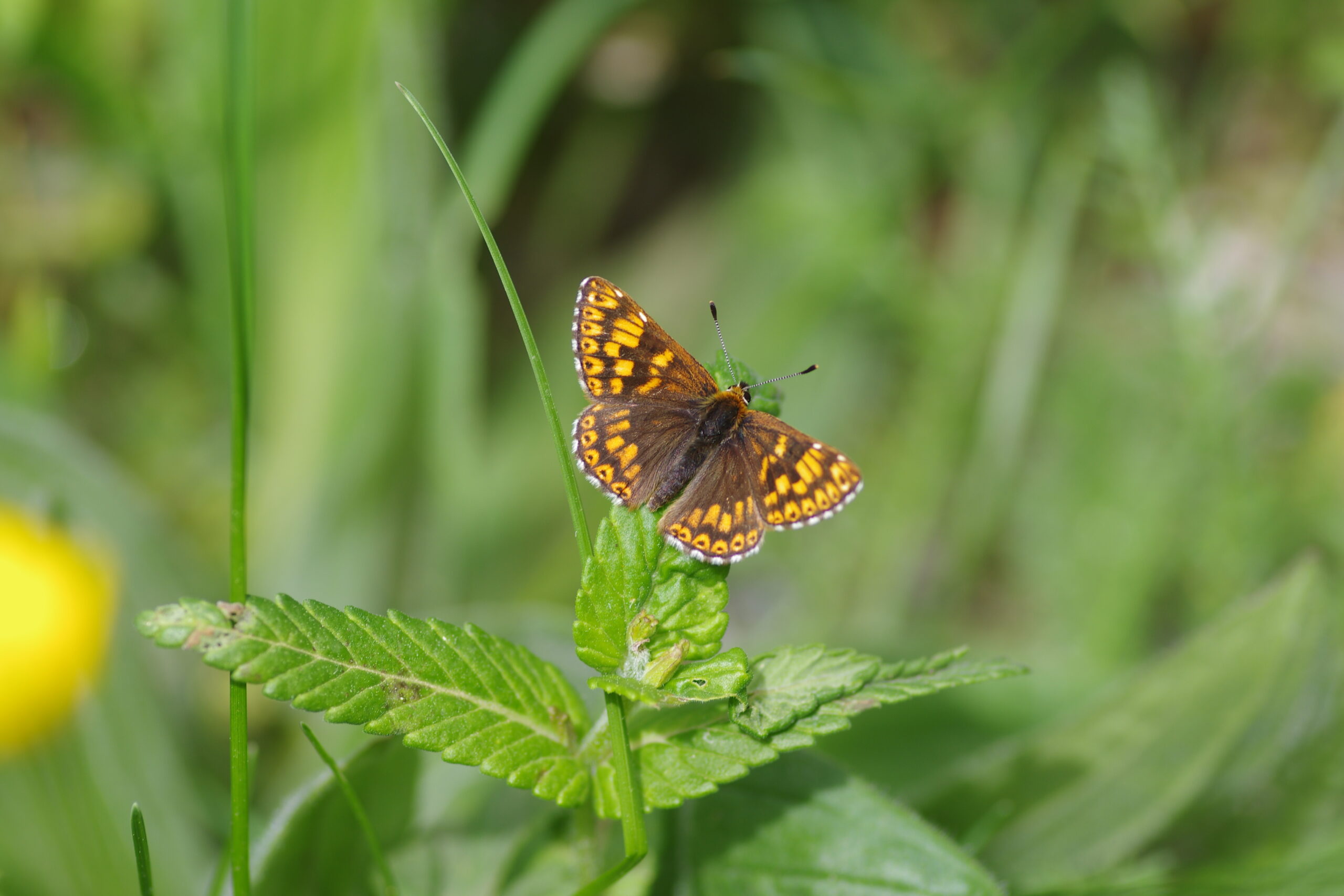 IMGP2859 Hamaeris lucina scaled