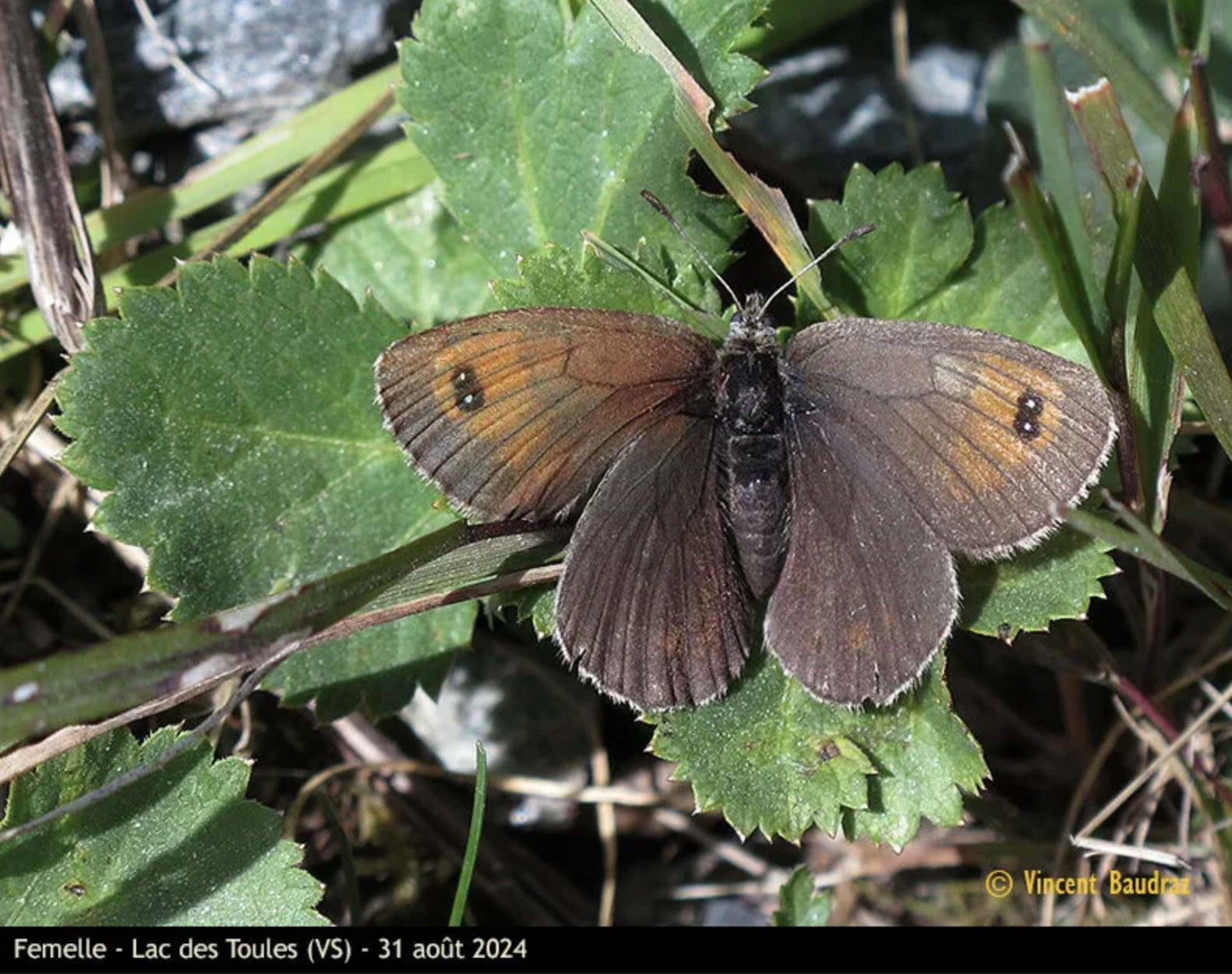 capture decran 2025 01 25 a 163222