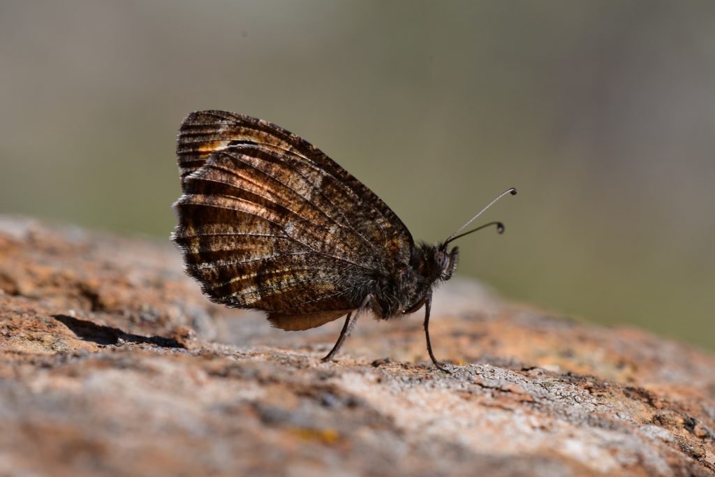 pseudochazara amymone brown