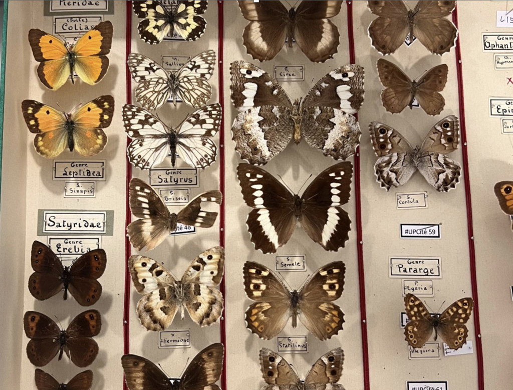 TRÉSOR à 6 pattes : un projet de conservation et de valorisation des collections universitaires - capture decran 2026 08 04 a 161137