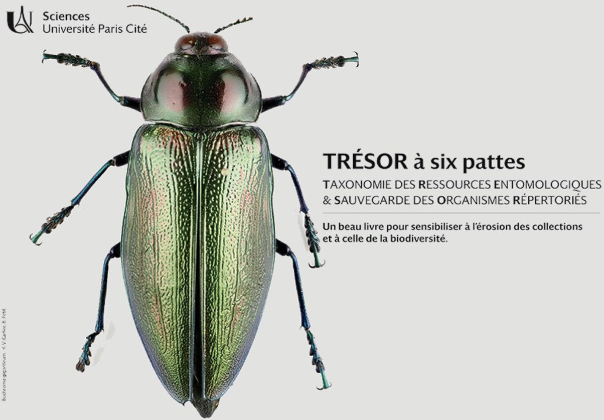 tresor a 6 pattes