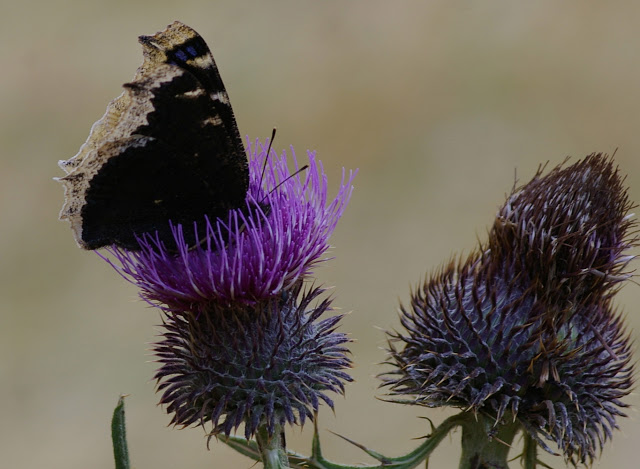 Les excursions entomologiques ALF 2014