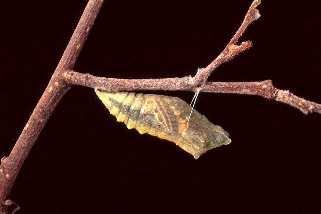 Concours photographique ALF : le Filet d'Or 2013